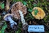  ( - HAY-F-008175)  @11 [ ] by-nc (2023) Warren Cardimona Fungal Diversity Survey