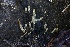  ( - HAY-F-008384)  @11 [ ] by-nc (2023) Taye Bright Fungal Diversity Survey