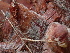  (Penicillium pancosmium - HAY-F-004273)  @11 [ ] by-nc (2023) Jaren Hockert Fungal Diversity Survey