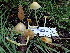  (Bolbitius - HAY-F-004298)  @11 [ ] by-nc (2023) Jaren Hockert Fungal Diversity Survey