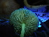 ( - HAY-F-004298)  @11 [ ] by-nc (2023) Jaren Hockert Fungal Diversity Survey