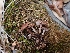  ( - HAY-F-008340)  @11 [ ] by-nc (2023) Sadie Hickey Fungal Diversity Survey