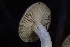  ( - HAY-F-007704)  @11 [ ] by-nc (2023) Damon Tighe Fungal Diversity Survey