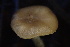  ( - HAY-F-007704)  @11 [ ] by-nc (2023) Damon Tighe Fungal Diversity Survey
