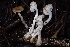  ( - HAY-F-007704)  @11 [ ] by-nc (2023) Damon Tighe Fungal Diversity Survey