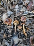  ( - HAY-F-007437)  @11 [ ] by (2023) Mandy Hackney Fungal Diversity Survey