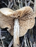  ( - HAY-F-007439)  @11 [ ] by (2023) Mandy Hackney Fungal Diversity Survey