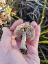  ( - HAY-F-007439)  @11 [ ] by (2023) Mandy Hackney Fungal Diversity Survey