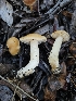  ( - HAY-F-006737)  @11 [ ] by (2023) Mandy Hackney Fungal Diversity Survey