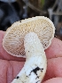  ( - HAY-F-006737)  @11 [ ] by (2023) Mandy Hackney Fungal Diversity Survey