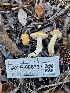  ( - HAY-F-006737)  @11 [ ] by (2023) Mandy Hackney Fungal Diversity Survey