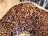  (Paxillus sp. IN01 - HAY-F-006738)  @11 [ ] by (2023) Mandy Hackney Fungal Diversity Survey