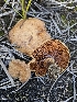  ( - HAY-F-006738)  @11 [ ] by (2023) Mandy Hackney Fungal Diversity Survey