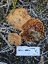  ( - HAY-F-006738)  @11 [ ] by (2023) Mandy Hackney Fungal Diversity Survey