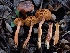  ( - HAY-F-006740)  @11 [ ] by (2023) Mandy Hackney Fungal Diversity Survey