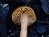  ( - HAY-F-006740)  @11 [ ] by (2023) Mandy Hackney Fungal Diversity Survey