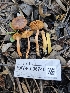  ( - HAY-F-006740)  @11 [ ] by (2023) Mandy Hackney Fungal Diversity Survey
