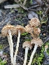  ( - HAY-F-006743)  @11 [ ] by (2023) Mandy Hackney Fungal Diversity Survey