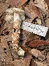  ( - HAY-F-007705)  @11 [ ] by-nc (2023) Damon Tighe Fungal Diversity Survey