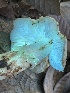  ( - HAY-F-007705)  @11 [ ] by-nc (2023) Damon Tighe Fungal Diversity Survey