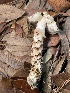  ( - HAY-F-007705)  @11 [ ] by-nc (2023) Damon Tighe Fungal Diversity Survey