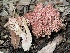  (Ramaria sp. PNW44 - HAY-F-007710)  @11 [ ] by-nc (2023) Damon Tighe Fungal Diversity Survey