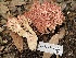  ( - HAY-F-007710)  @11 [ ] by-nc (2023) Damon Tighe Fungal Diversity Survey