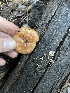  ( - HAY-F-007712)  @11 [ ] by-nc (2023) Damon Tighe Fungal Diversity Survey