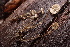  ( - HAY-F-007712)  @11 [ ] by-nc (2023) Damon Tighe Fungal Diversity Survey