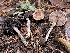  ( - HAY-F-007714)  @11 [ ] by-nc (2023) Damon Tighe Fungal Diversity Survey