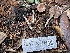  ( - HAY-F-007714)  @11 [ ] by-nc (2023) Damon Tighe Fungal Diversity Survey