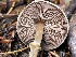  ( - HAY-F-007714)  @11 [ ] by-nc (2023) Damon Tighe Fungal Diversity Survey