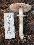  ( - HAY-F-007719)  @11 [ ] by-nc (2023) Damon Tighe Fungal Diversity Survey