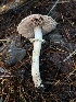  ( - HAY-F-007719)  @11 [ ] by-nc (2023) Damon Tighe Fungal Diversity Survey