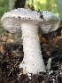  ( - HAY-F-007721)  @11 [ ] by-nc (2023) Damon Tighe Fungal Diversity Survey