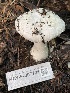  ( - HAY-F-007721)  @11 [ ] by-nc (2023) Damon Tighe Fungal Diversity Survey