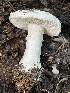  ( - HAY-F-007721)  @11 [ ] by-nc (2023) Damon Tighe Fungal Diversity Survey