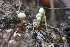  (Penicillium vulpinum - HAY-F-007723)  @11 [ ] by-nc (2023) Damon Tighe Fungal Diversity Survey