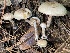  (Pholiota decorata - HAY-F-007726)  @11 [ ] by-nc (2023) Damon Tighe Fungal Diversity Survey