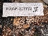  ( - HAY-F-007732)  @11 [ ] by-nc (2023) Damon Tighe Fungal Diversity Survey