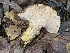  ( - HAY-F-007736)  @11 [ ] by-nc (2023) Damon Tighe Fungal Diversity Survey