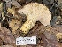  ( - HAY-F-007736)  @11 [ ] by-nc (2023) Damon Tighe Fungal Diversity Survey