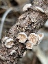  ( - HAY-F-007753)  @11 [ ] by-nc (2023) Damon Tighe Fungal Diversity Survey
