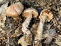  (Cortinarius sp. CA38 - HAY-F-007754)  @11 [ ] by-nc (2023) Damon Tighe Fungal Diversity Survey