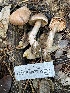  ( - HAY-F-007754)  @11 [ ] by-nc (2023) Damon Tighe Fungal Diversity Survey