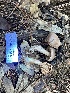  ( - HAY-F-007754)  @11 [ ] by-nc (2023) Damon Tighe Fungal Diversity Survey