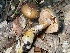  (Cortinarius corpulentus - HAY-F-007761)  @11 [ ] by-nc (2023) Damon Tighe Fungal Diversity Survey