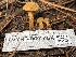  ( - HAY-F-007764)  @11 [ ] by-nc (2023) Damon Tighe Fungal Diversity Survey