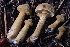  ( - HAY-F-007764)  @11 [ ] by-nc (2023) Damon Tighe Fungal Diversity Survey