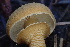  ( - HAY-F-007764)  @11 [ ] by-nc (2023) Damon Tighe Fungal Diversity Survey
